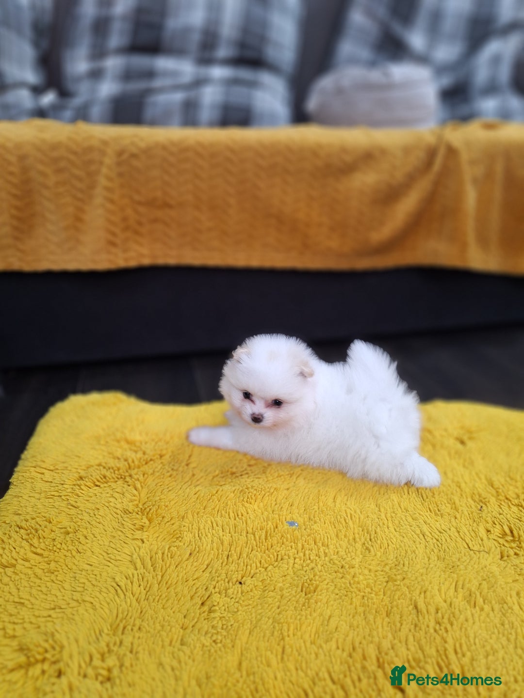 Pomeranian dogs for sale: Exellent quality mini ** pomeranian puppies  - Image 19