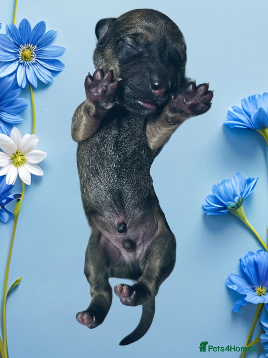 Mixed Breed dogs for sale: LabraWeiner-Doodles 9 pups born! - Advert 20