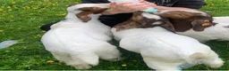 Goats livestock for sale: Boer Goat kids in Stoke-on-Trent - Advert 2