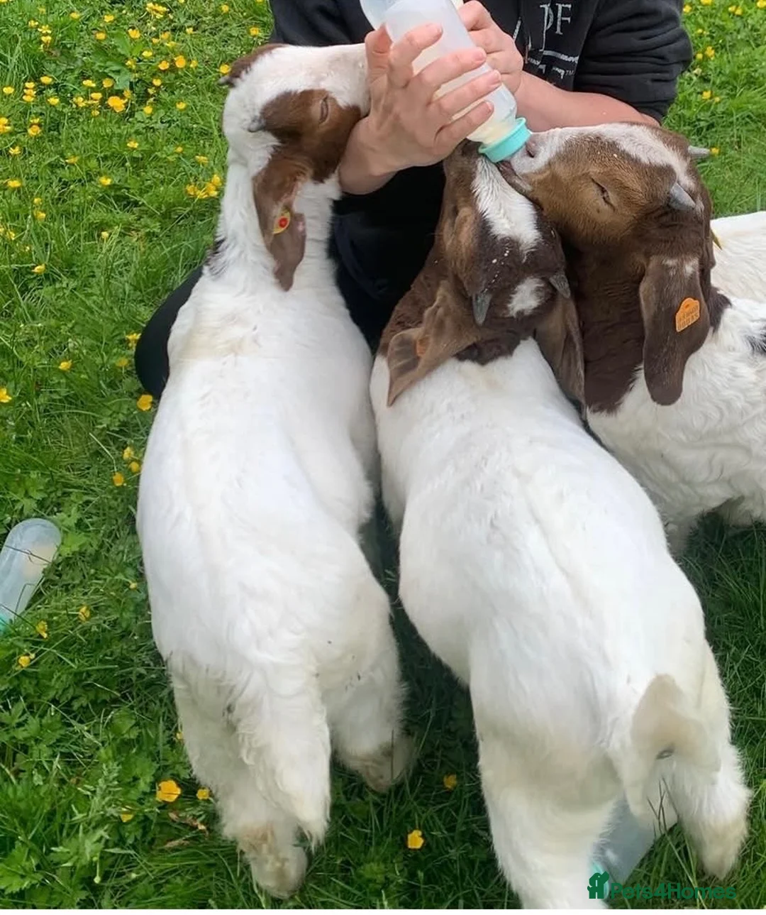 Goats livestock for sale: Boer Goat kids in Stoke-on-Trent - Advert 2