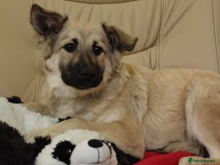Mixed Breed dogs ❤️🐶 Nusha – 7(8) month-old lower-medium girl❤️🐶 - Advert 1