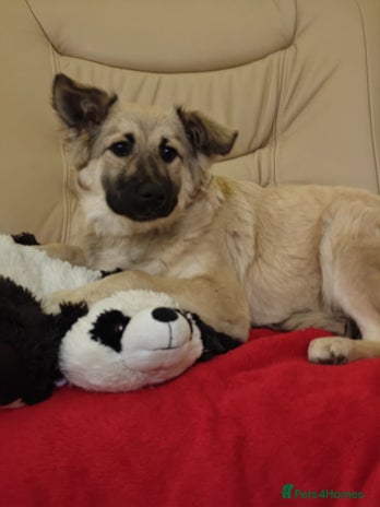 Mixed Breed dogs ❤️🐶 Nusha – 7(8) month-old lower-medium girl❤️🐶 - Advert 1