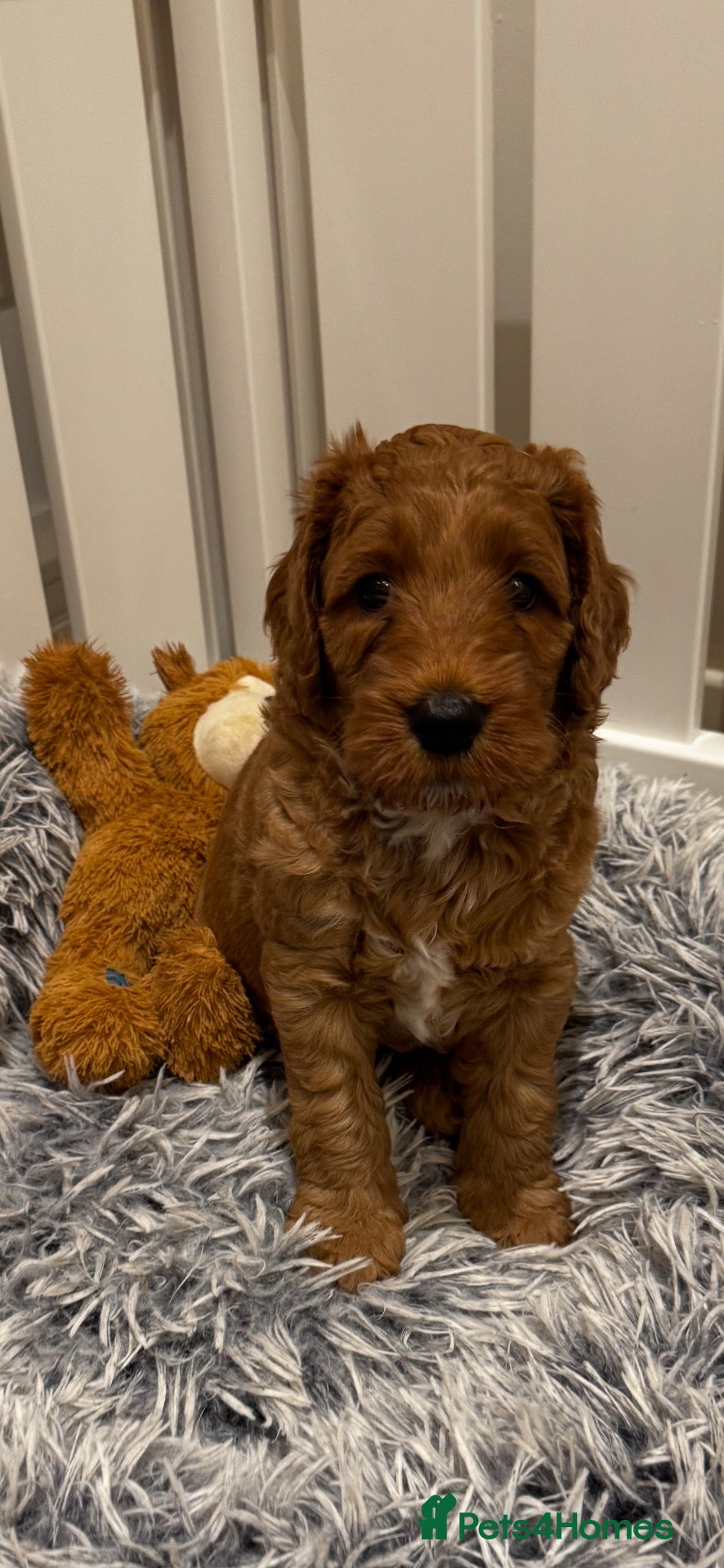 Mini Goldendoodle dogs Gorgeous Red & Apricot Mini Doodle Puppies - Advert 1