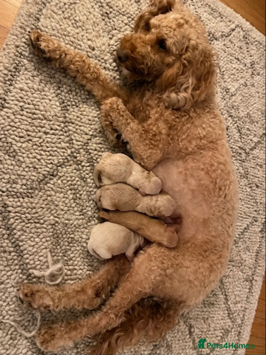 Maltipoo dogs for sale: Maltipoo F1B  in Walsall - Advert 2