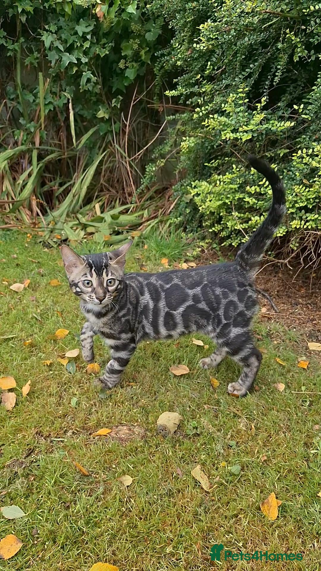 Bengal cats Elite TICA Bengal Boys- Neutered and Vaccinated - Advert 2