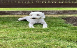 Bedlington Terrier dogs for stud: KC Registered Bedlington Terrier Stud in Ferryhill - Image 15