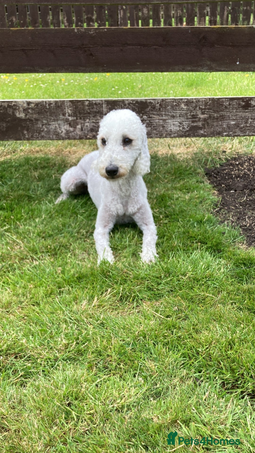 Bedlington Terrier dogs for stud: KC Registered Bedlington Terrier Stud in Ferryhill - Image 15
