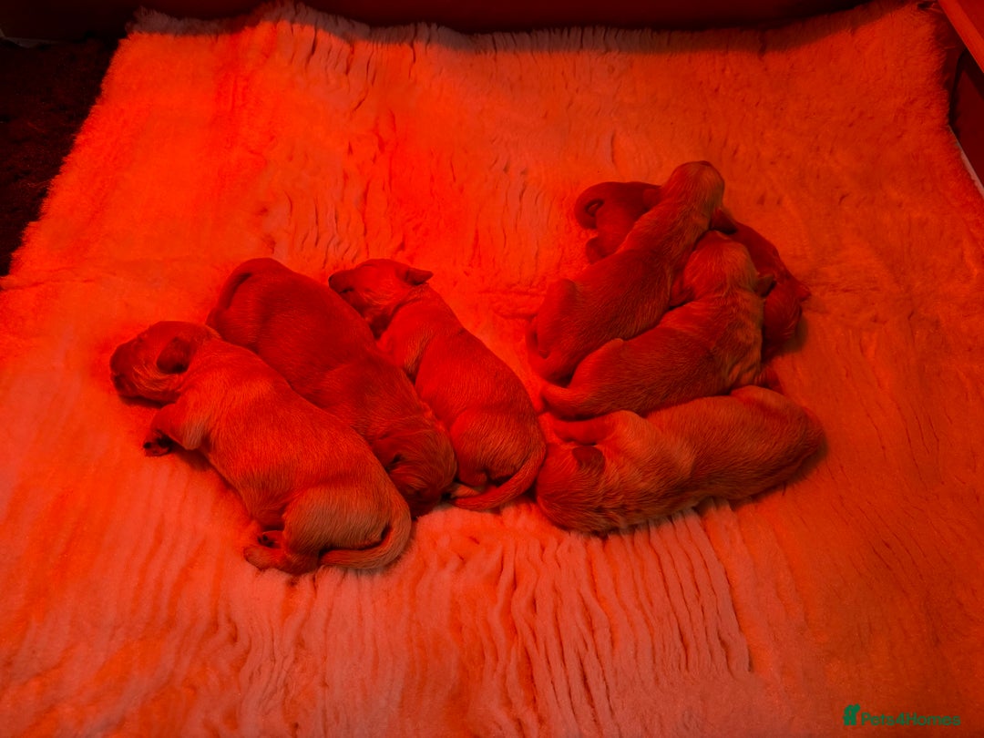 Golden Retriever dogs for sale: Golden retriever puppies - Advert 2