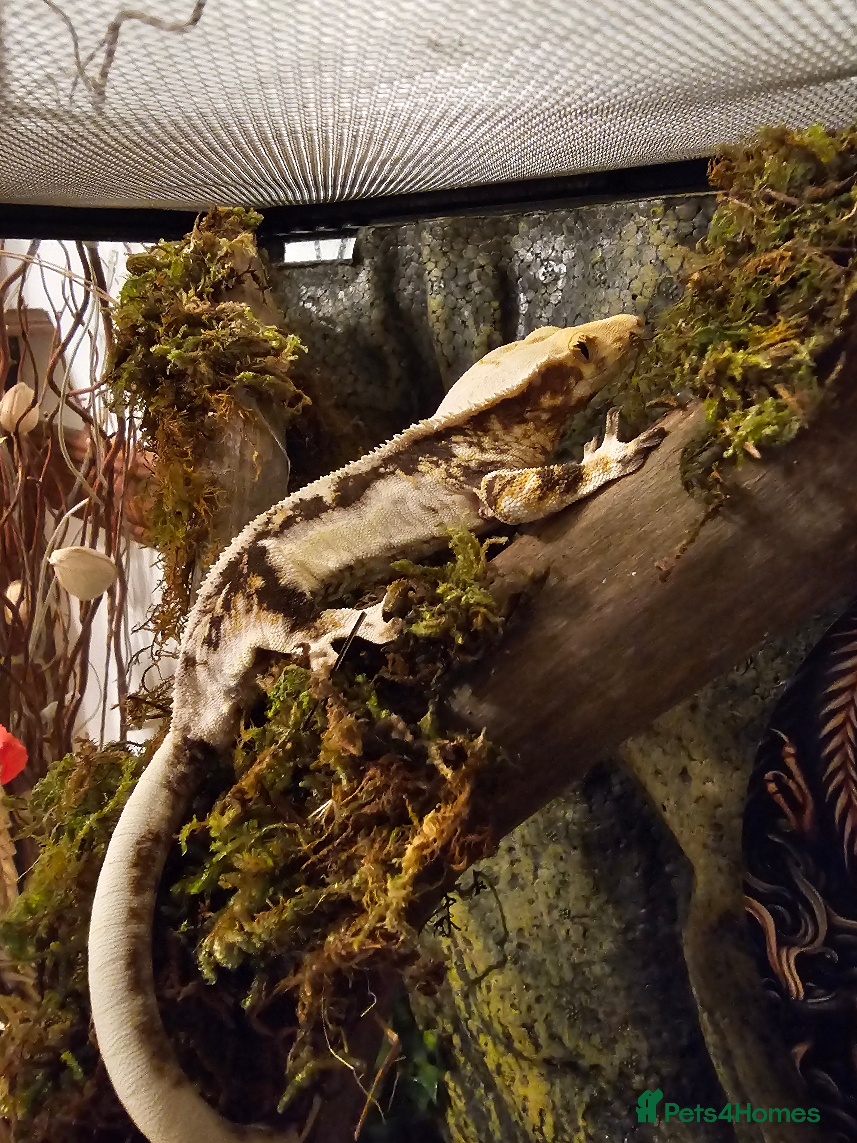 Gecko reptiles Lilly white crested gecko and viv - Advert 16