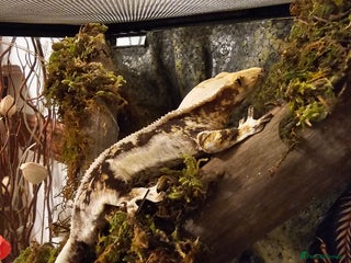 Gecko reptiles Lilly white crested gecko and viv - Advert 1