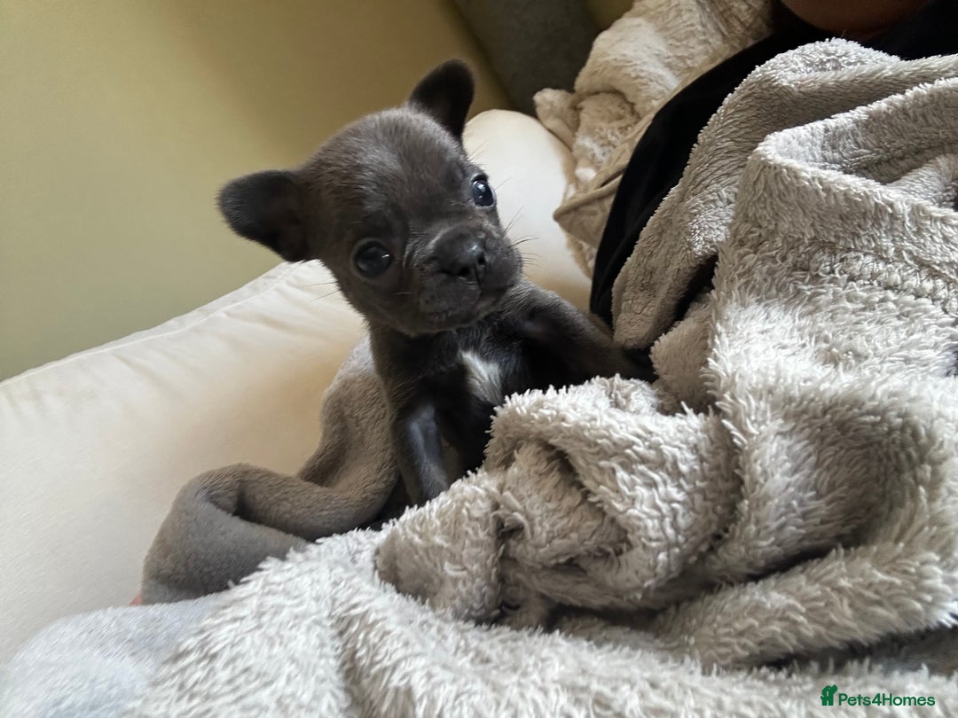 French Bulldog dogs for sale: Adorable French Bulldog Puppies in Barking - Image 24
