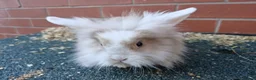 Lionhead rabbits for sale: Lionhead rabbit in Rochdale - Advert 2