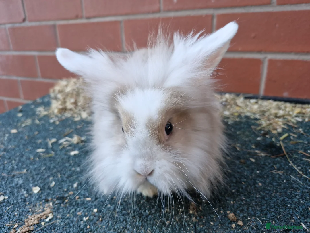 Lionhead rabbits for sale: Lionhead rabbit in Rochdale - Advert 2