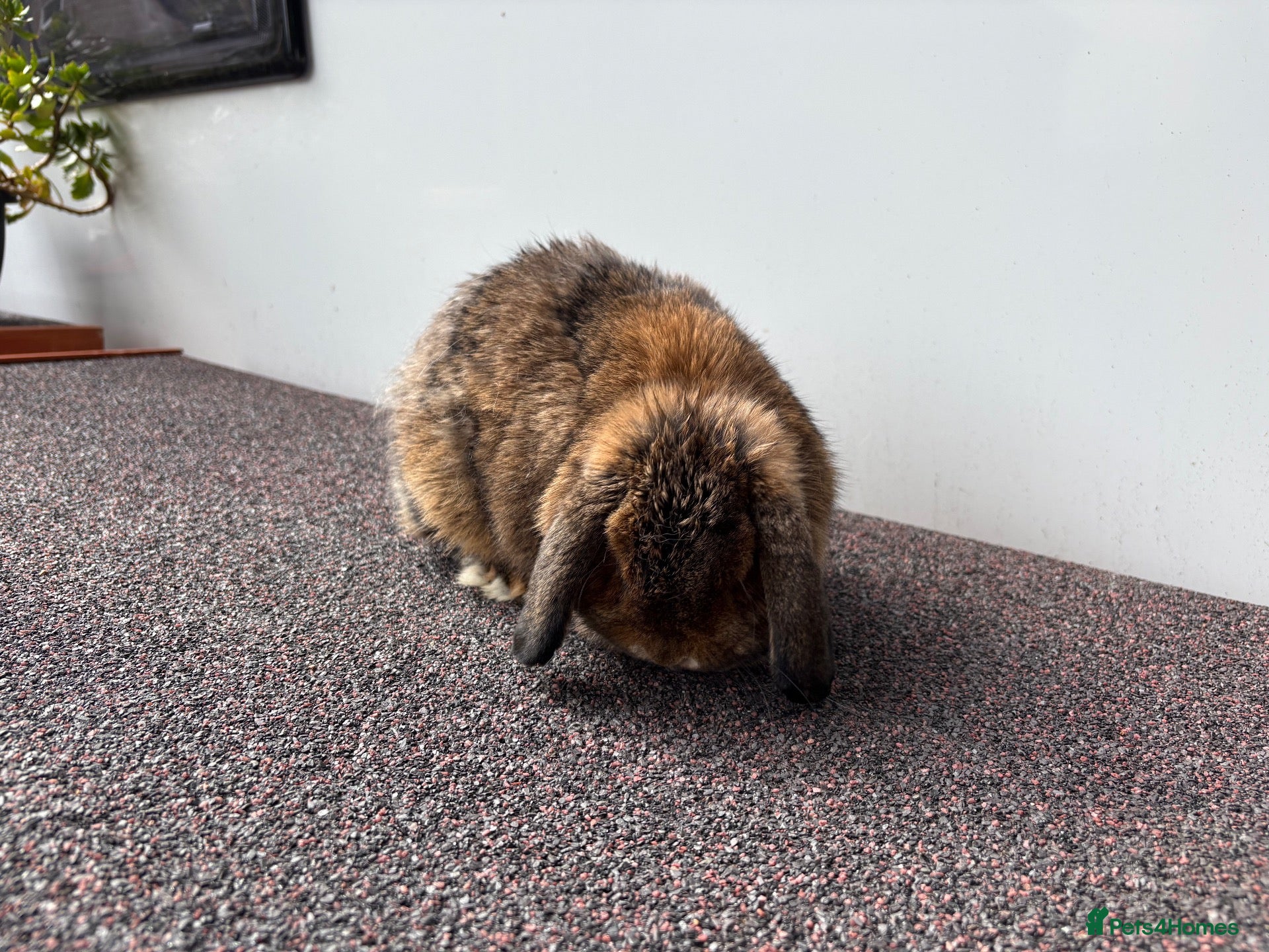 Mini Lop rabbits Adult Female Mini Lop - £80 - Four Marks, Alton - Advert 1