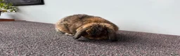 Mini Lop rabbits for sale: Adult Female Mini Lop - £80 - Four Marks, Alton - Advert 1