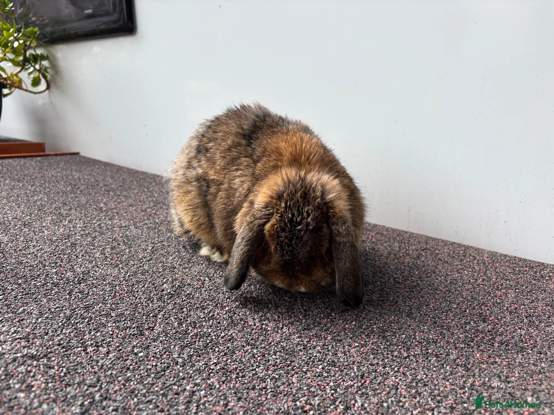 Mini Lop rabbits for sale: Adult Female Mini Lop - £80 - Four Marks, Alton - Advert 1