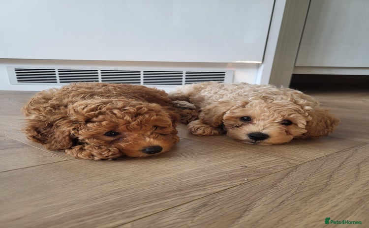 Maltipoo dogs - Advert 11