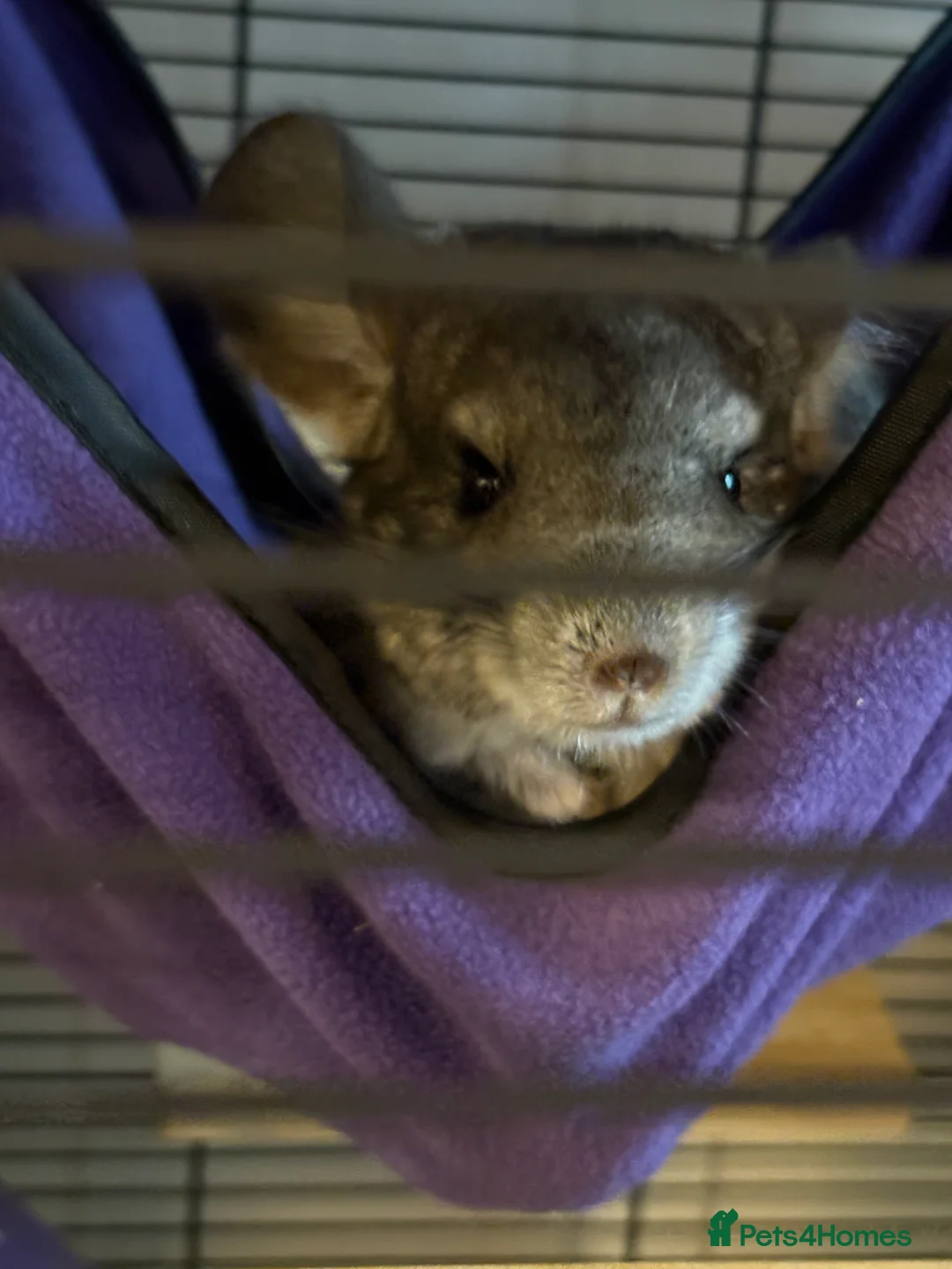 Chinchilla rodents for sale: Young female chinchilla - Advert 3