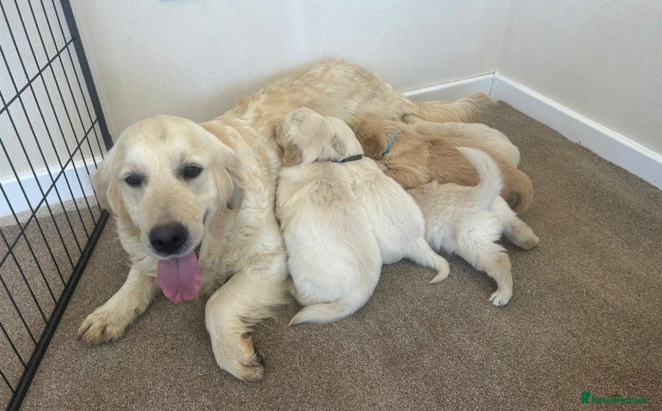 Golden Retriever dogs Golden retriever puppies  - Advert 1
