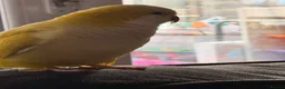 Parakeets birds for sale: Quaker parrot  in Manchester - Advert 2