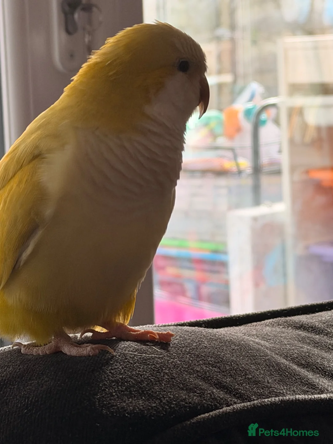 Parakeets birds for sale: Quaker parrot  in Manchester - Advert 2