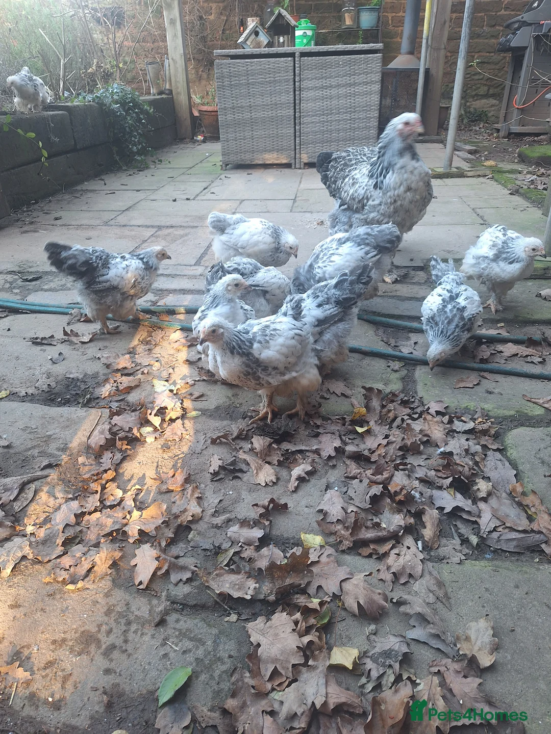 Chickens poultry for sale: Pure breed brahma - Advert 2