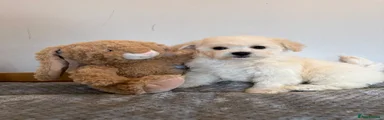 Poochon 1