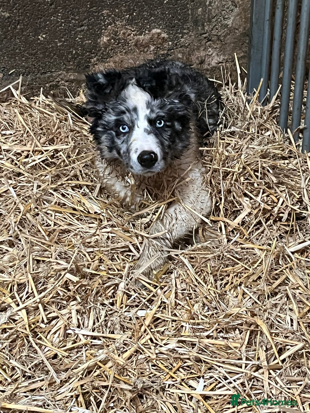Border Collie dogs for sale: Blue merle x border collie  - Advert 2