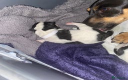Jack Russell dogs for sale: Jack Russell puppies 1 male 1 female - Image 3