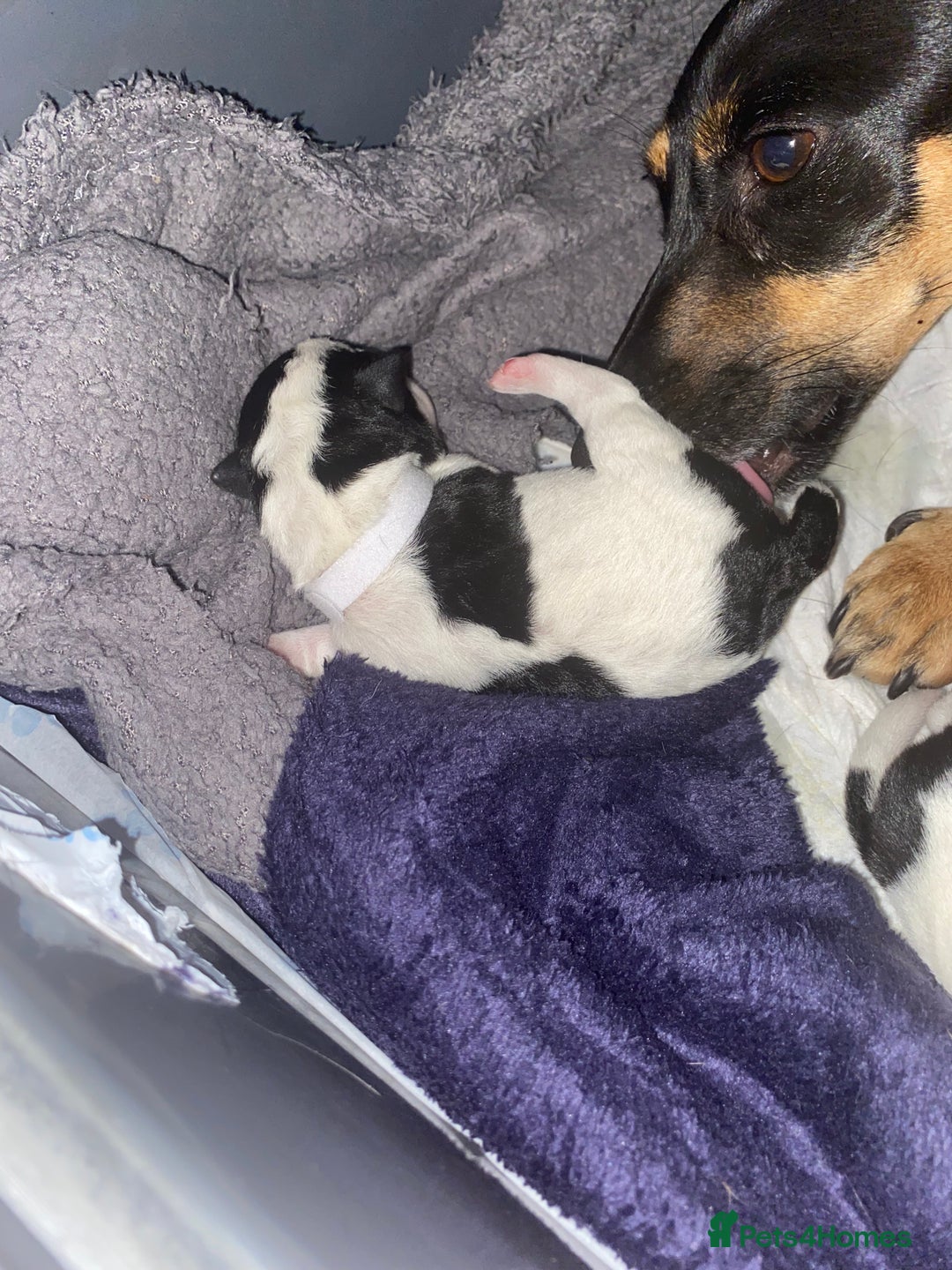 Jack Russell dogs for sale: Jack Russell puppies 1 male 1 female - Image 3