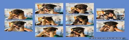 German Shepherd dogs for sale: 10 beautiful pure pedigree KC reg pup!  in Barnstaple - Advert 1