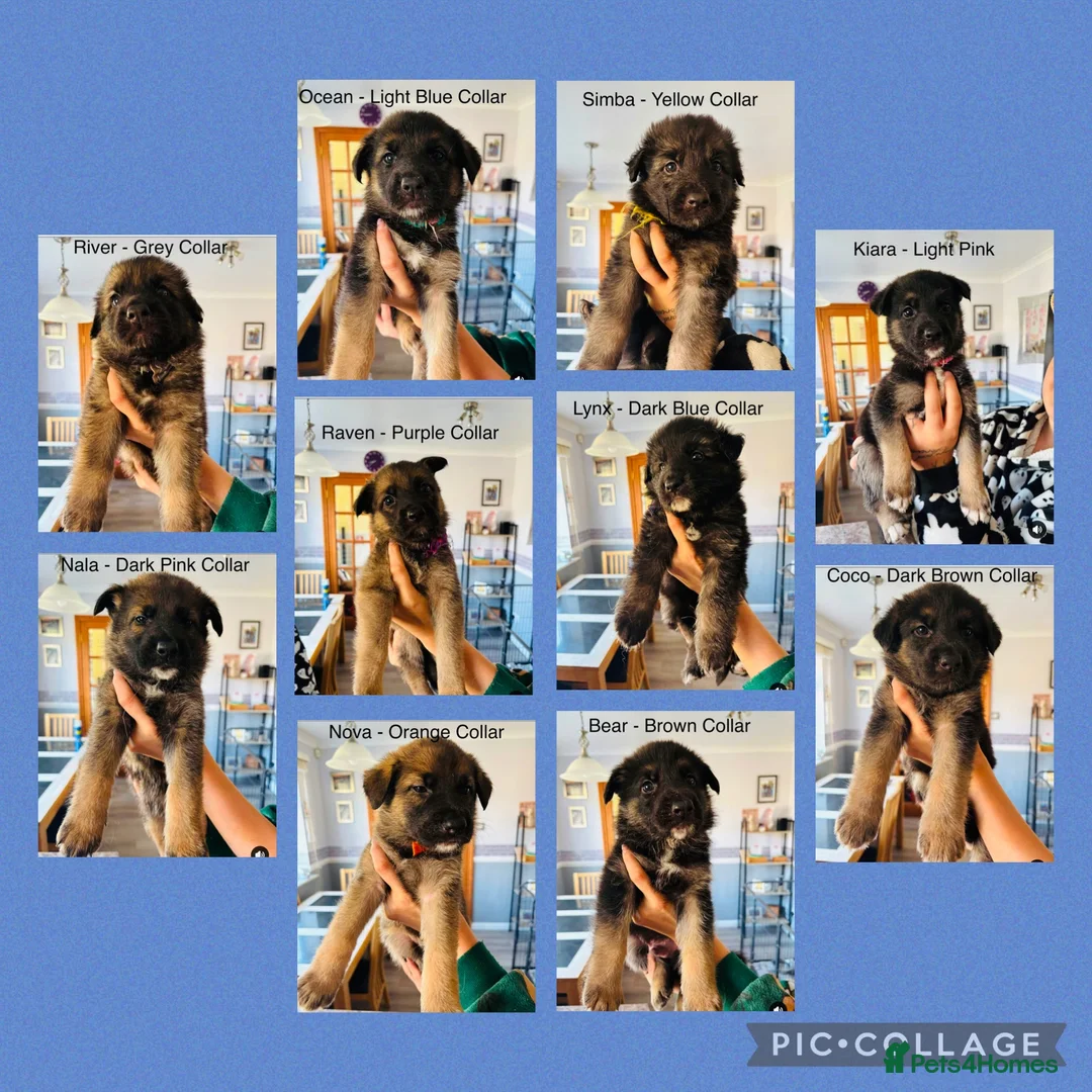German Shepherd dogs for sale: 10 beautiful pure pedigree KC reg pup!  in Barnstaple - Advert 1