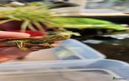 Turtle reptiles for sale: Western Painted Turles - Image 1
