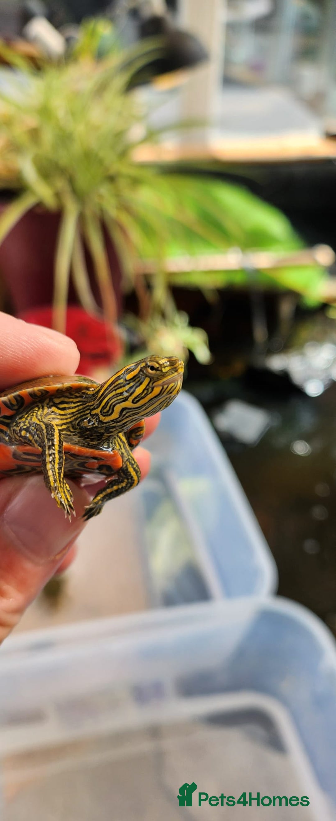 Turtle reptiles for sale: Western Painted Turles - Image 1