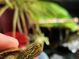 Turtle reptiles - Advert 2