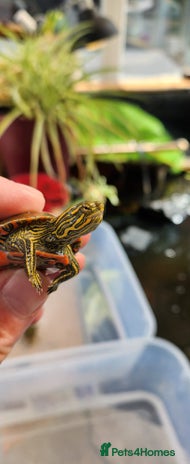 Turtle reptiles - Advert 2