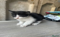 Domestic Shorthair cats for sale: Cute little domestic kittens  - Image 1