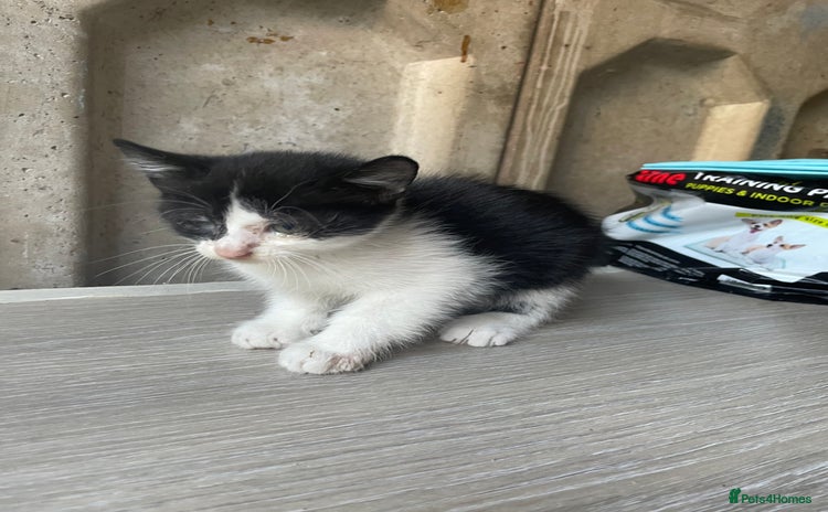 Domestic Shorthair cats - Advert 4