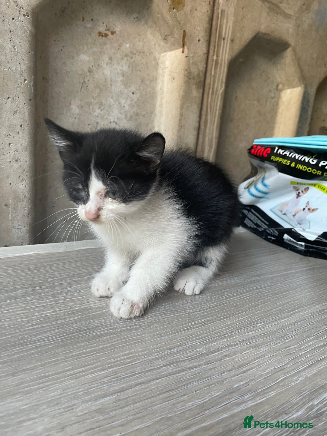 Domestic Shorthair cats for sale: Cute little domestic kittens  - Image 1