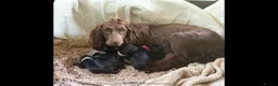 Cocker Spaniel dogs for sale: Beautiful cocker spaniel pups for loving homes  - Advert 2
