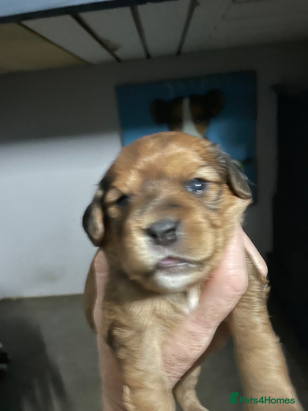 Cavapoo dogs for sale: Beautiful Cavapoo puppies - Image 20
