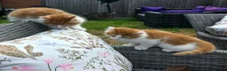 Mixed Breed cats for sale: Adorable and Friendly Kittens in Hungerford - Advert 9