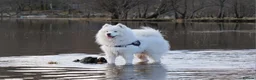 Samoyed dogs for stud: FULLY HEALTH TESTED KC Samoyed For Stud Champ Line - Advert 1