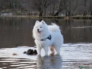 Samoyed dogs FULLY HEALTH TESTED KC Samoyed For Stud Champ Line - Advert 19