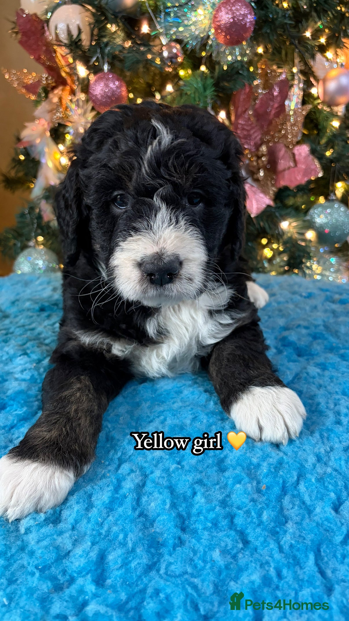 Bernedoodle dogs 💙 Chunky Bernedoodles with TRI🩷 - Advert 2