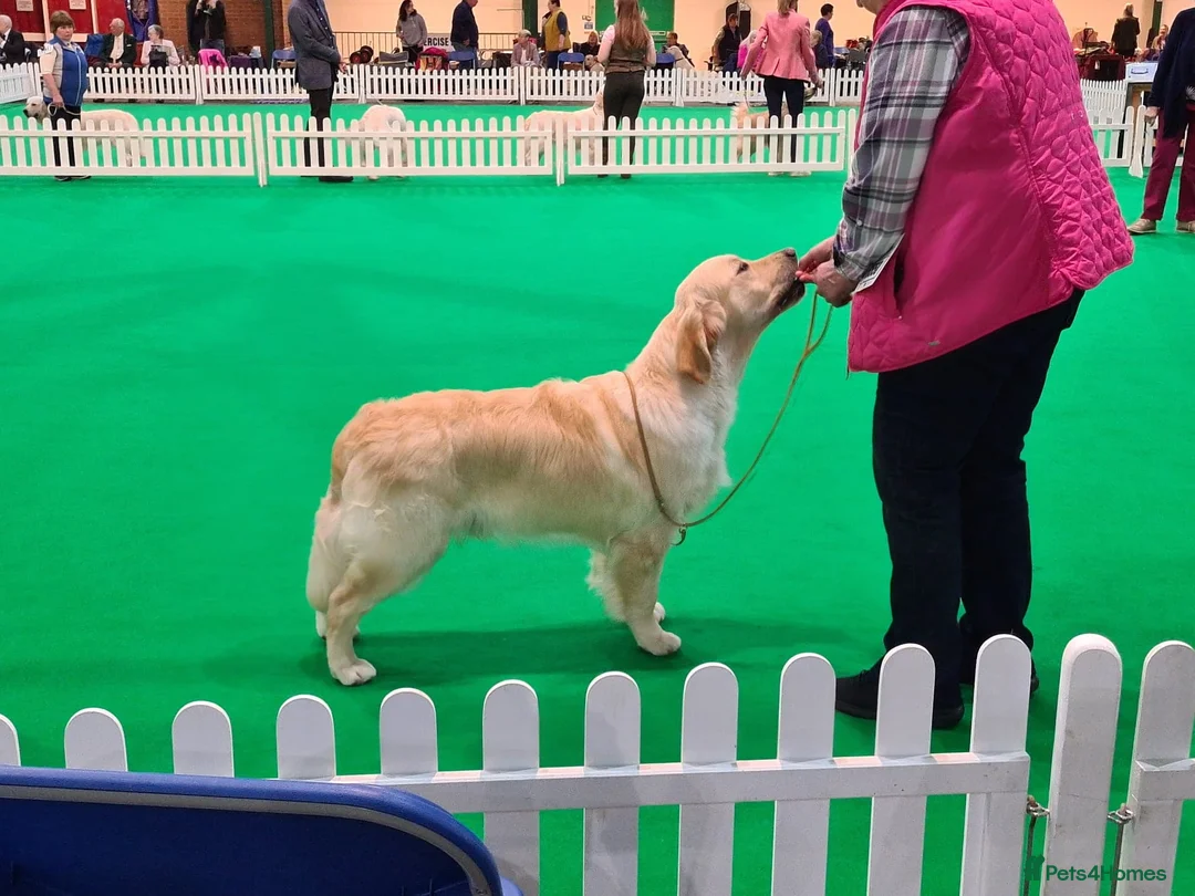 Golden Retriever dogs for stud: Cesarka Golden Retrievers in Conwy - Advert 18