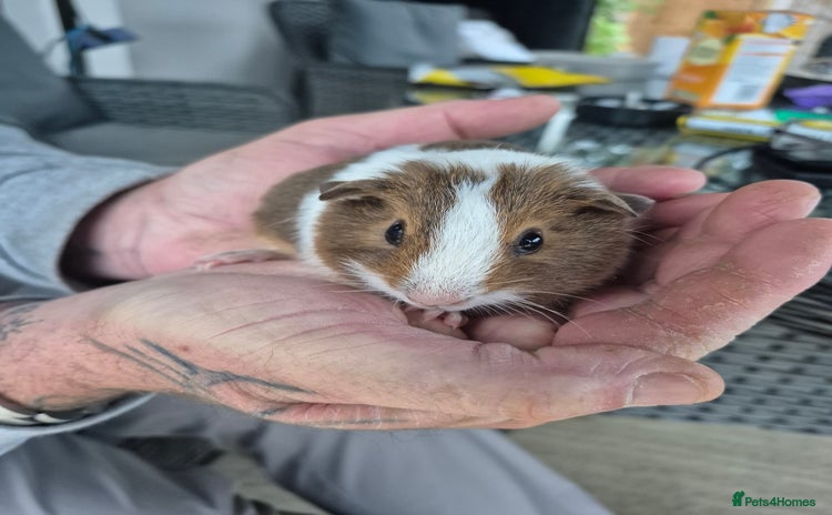 Guinea Pig rodents - Advert 14