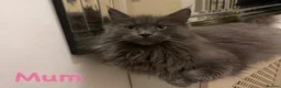 Mixed Breed cats for sale: MAINE COON X RAGDOLL ‘’Ragcoon’’ CHOCOLATE SMOKEY - Advert 8