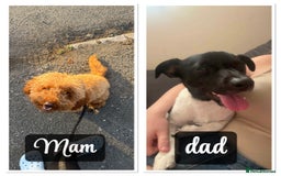 Mixed Breed dogs for sale: Jackapoo Puppies - Advert 6