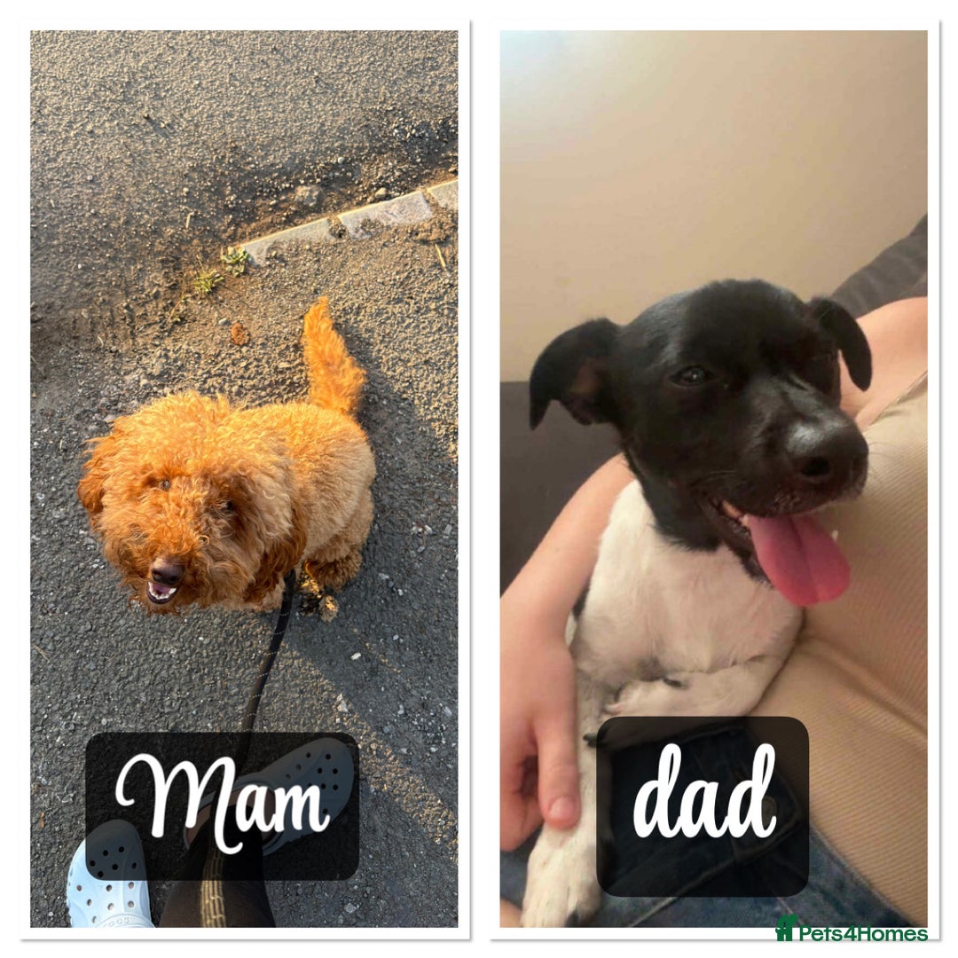 Mixed Breed dogs for sale: Jackapoo Puppies - Advert 6